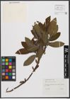 Foto von Salix silesiaca Willd.